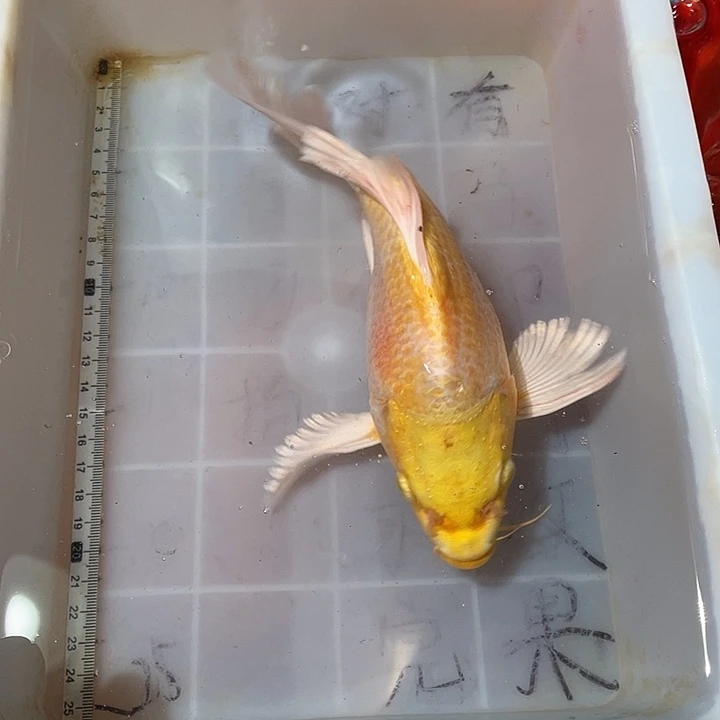 蝴蝶鲤鱼渔场直发40