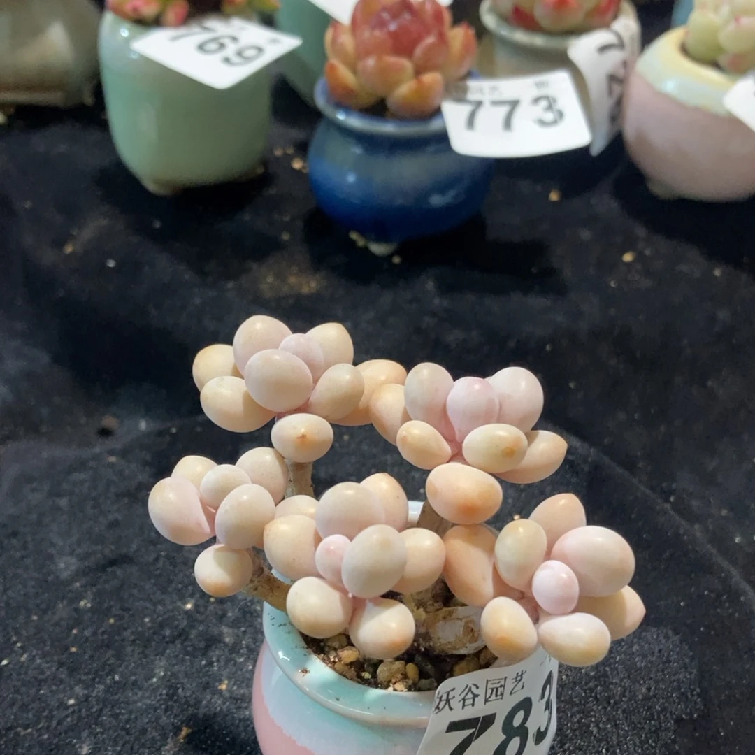 摇*舒783蛋黄奶腰子蛋带盆土