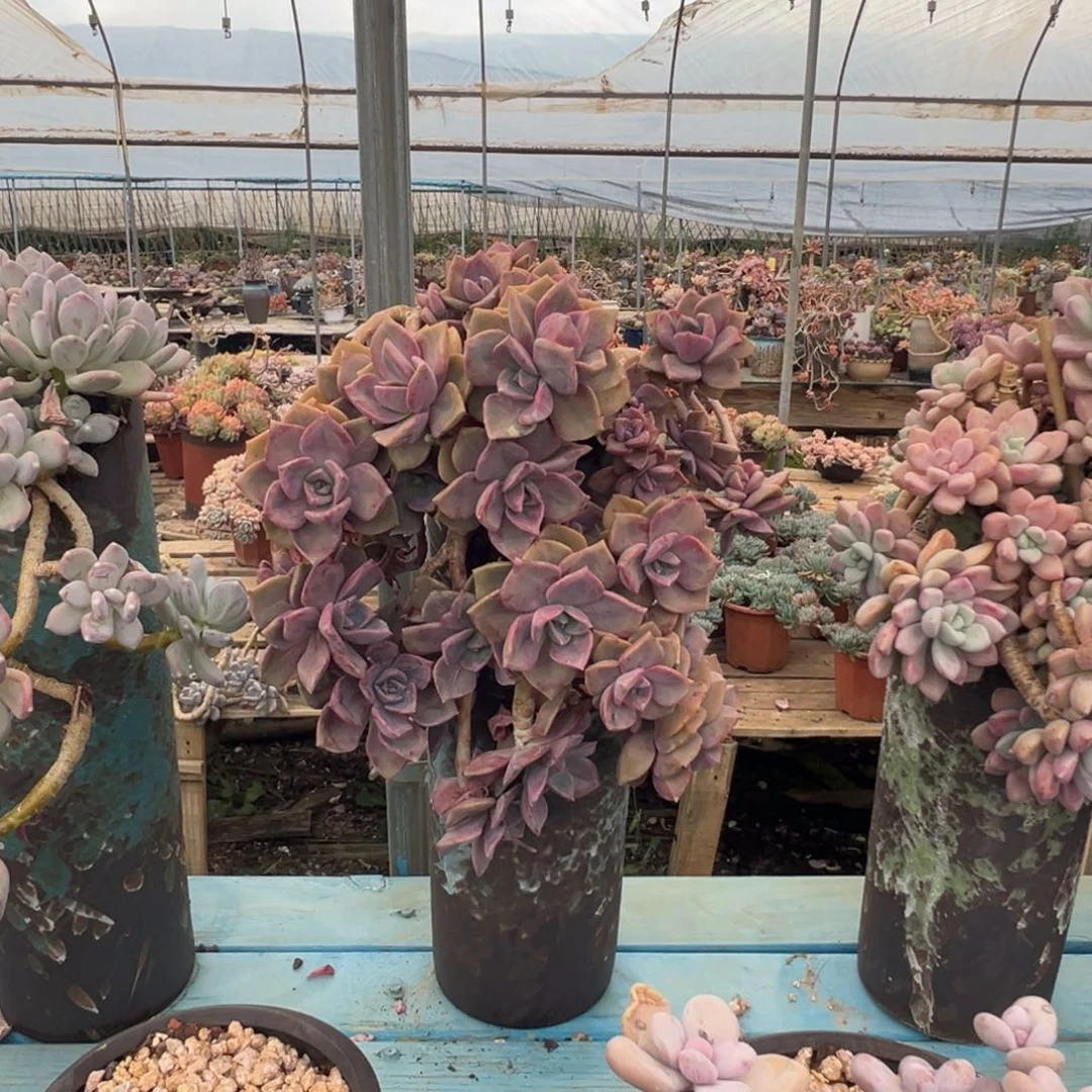 精品彩虹糖妖桩 裸根