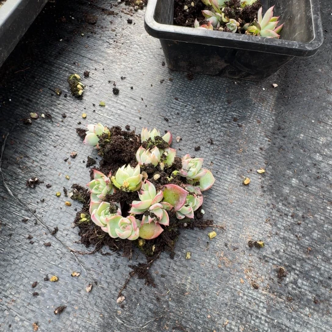 紫霞仙子一颗量拍20-24