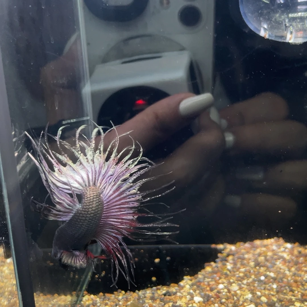 斗鱼24号气泡车轮毒液