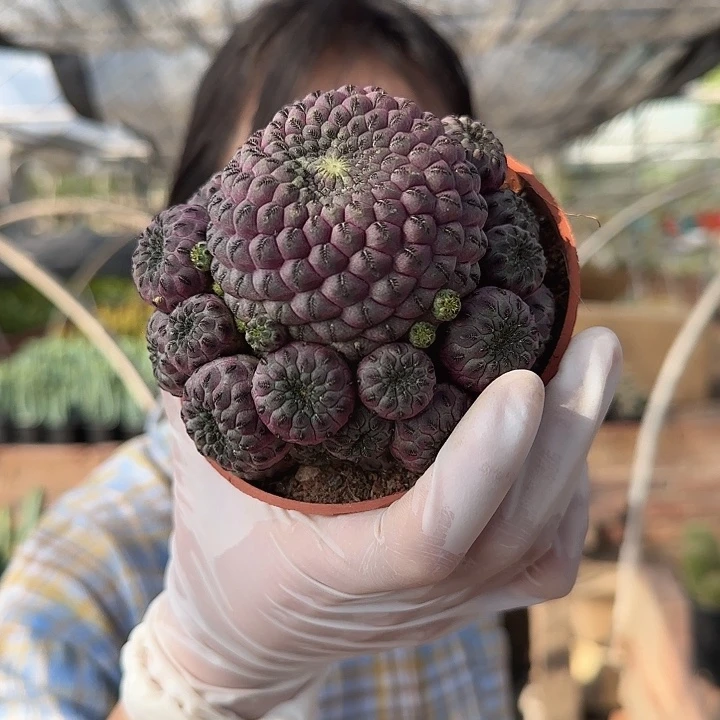 紫丽丸1111111111111111