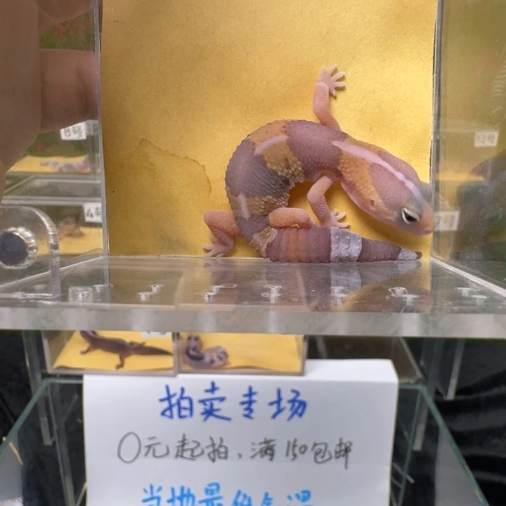 肥尾守宫直线橘白，90%弟弟0元起