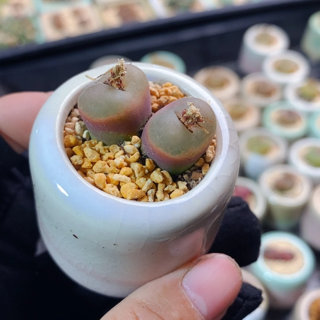 2616-一物一拍带盆