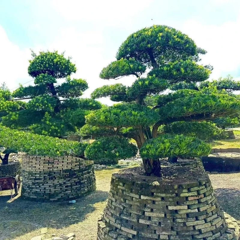 精品造型罗汉松/黑松五针松（一物一拍）