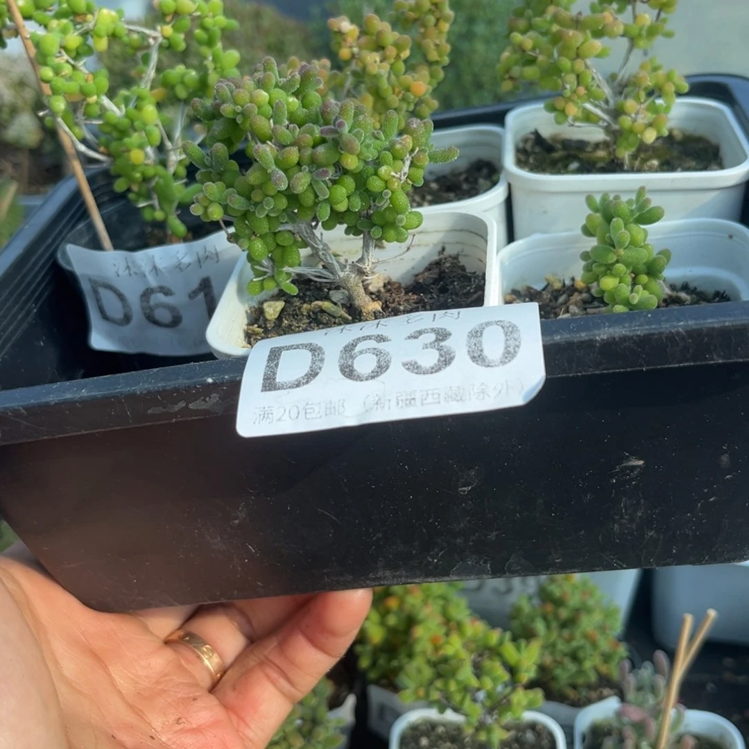 人**月630米粒福利组合套餐