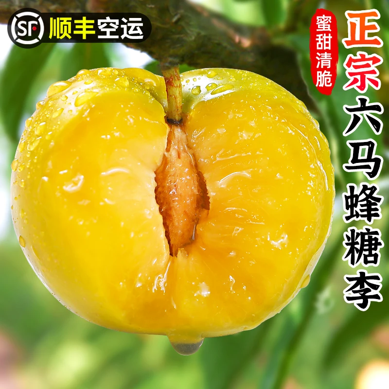 【顺丰空运】正宗六马蜂糖李1-5斤贵州新鲜水果蜂蜜李甜脆脱骨李子