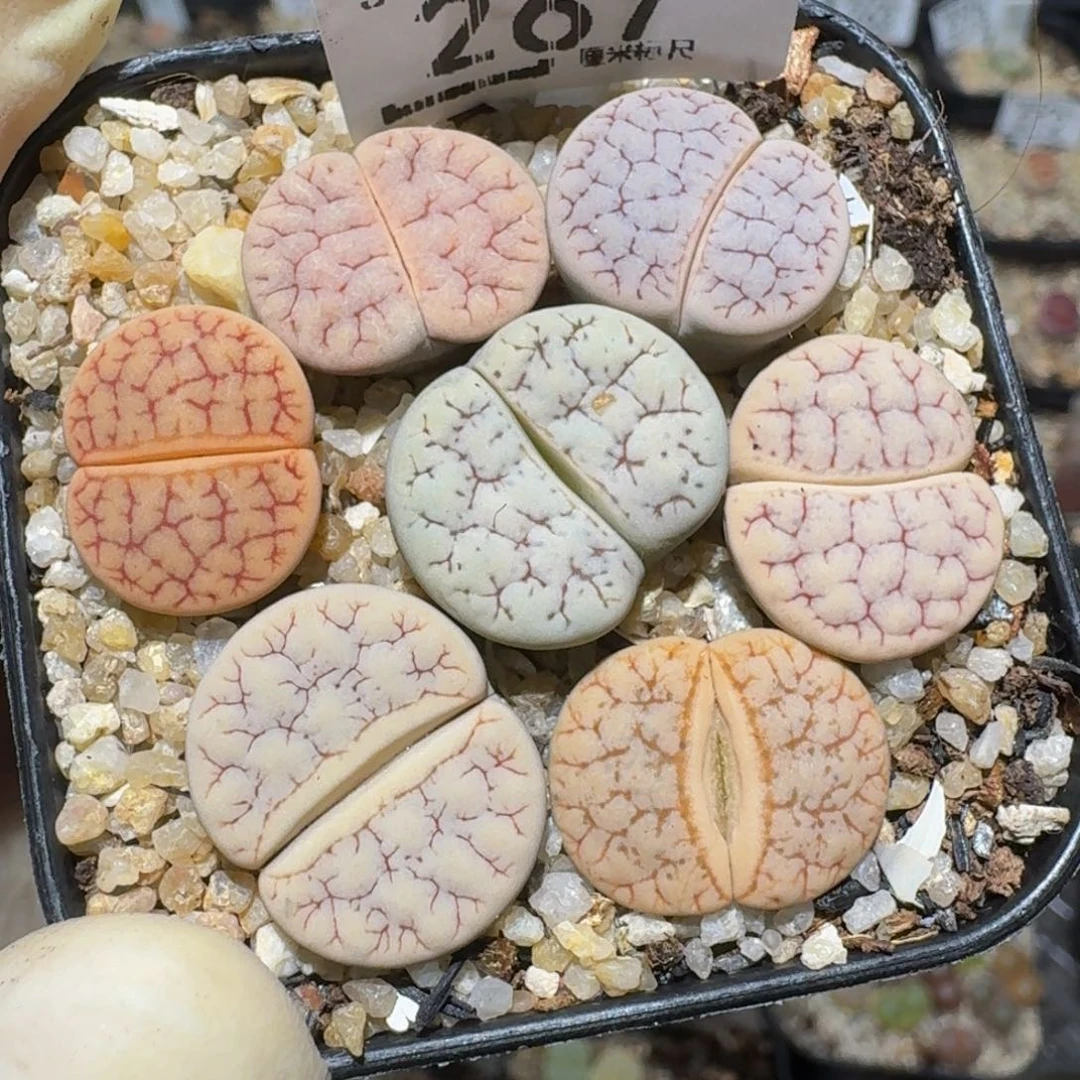 Zzzzz精品生石花267