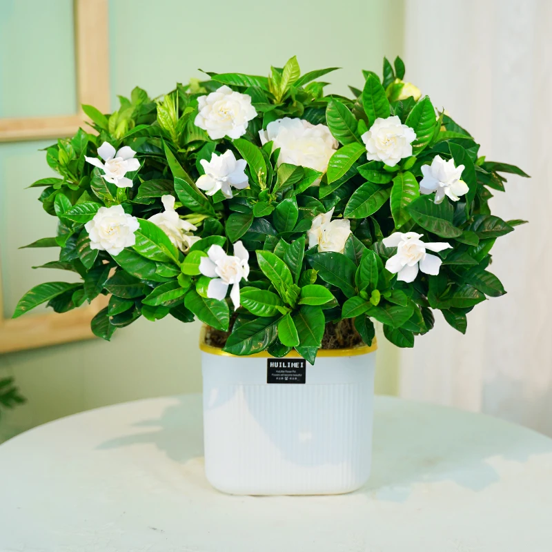 小叶带花苞好养栀子花盆栽浓香型绿植四季开花室内外好养吸甲醛