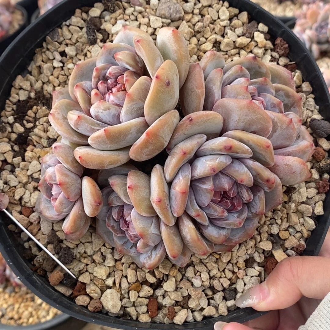 五头绿底紫心脸朝上大包子