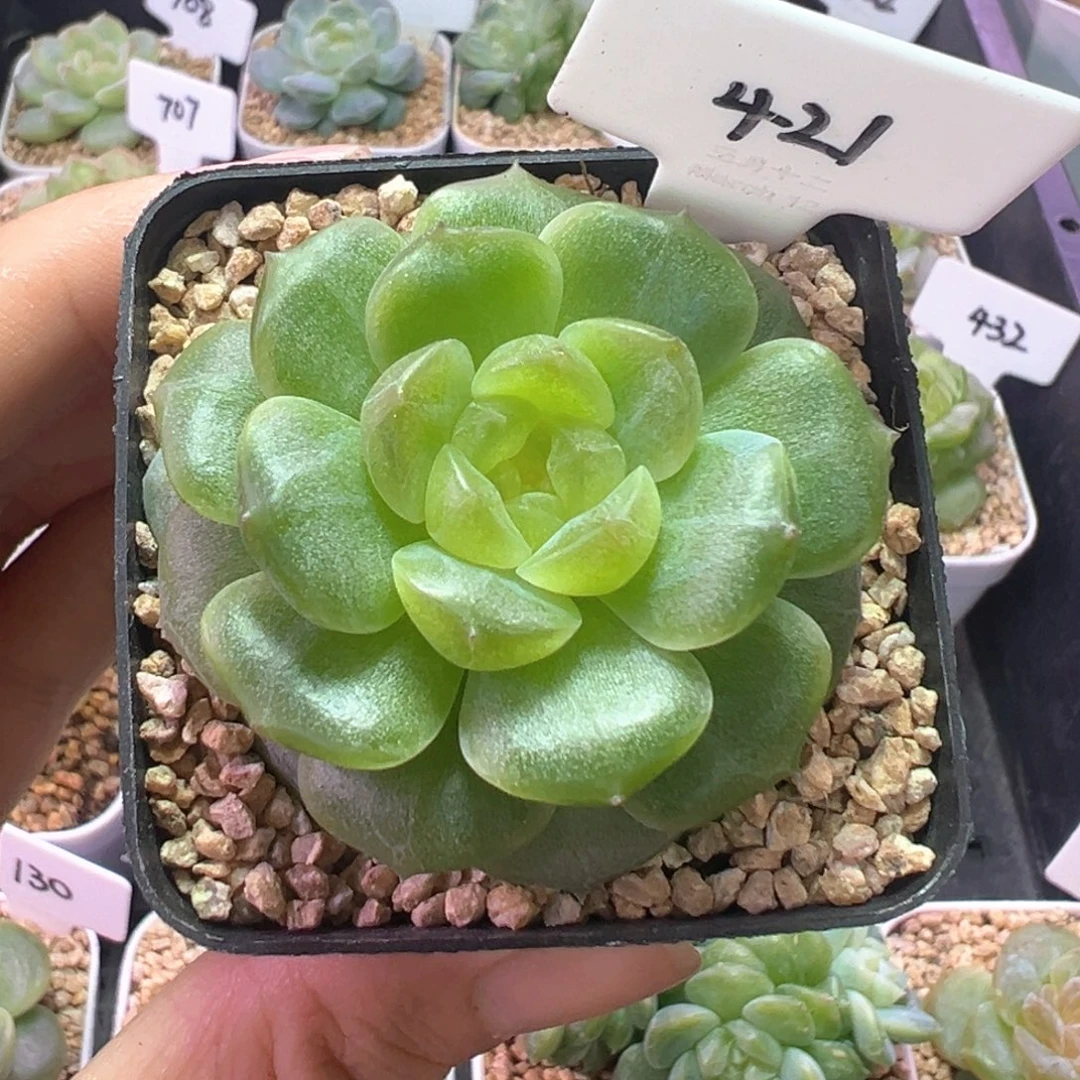 421号无尽灯 晗雨多肉