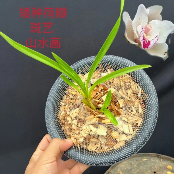 A12（矮种荷瓣 斑艺 山水画）一苗一芽奇花异草 农家自养