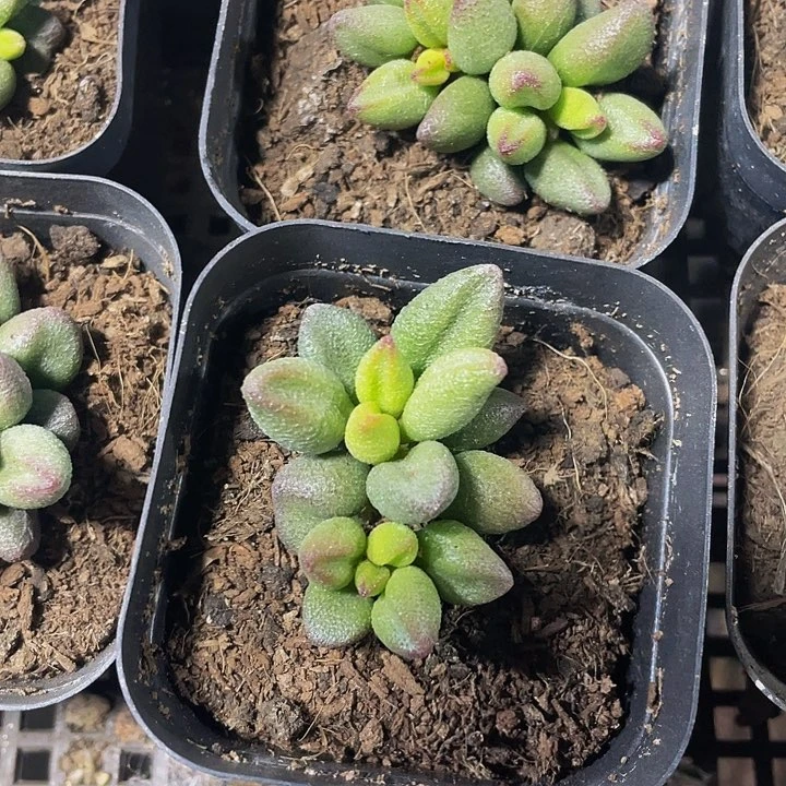 小红嘴水泡5.8带盆