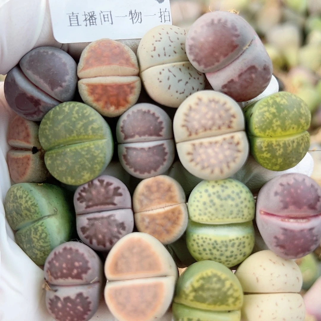 8804 好养易活生石花大母本18个