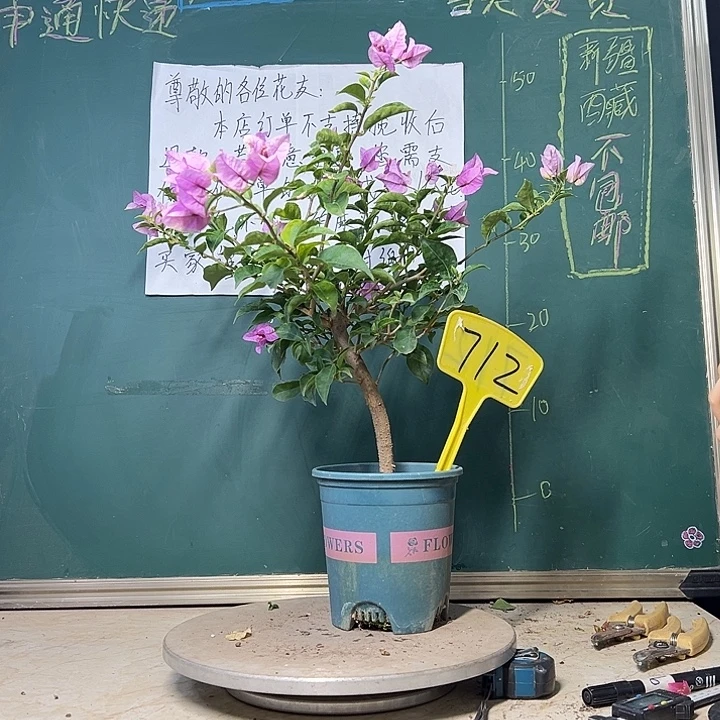 当前无花栽培后可以开花雪紫712