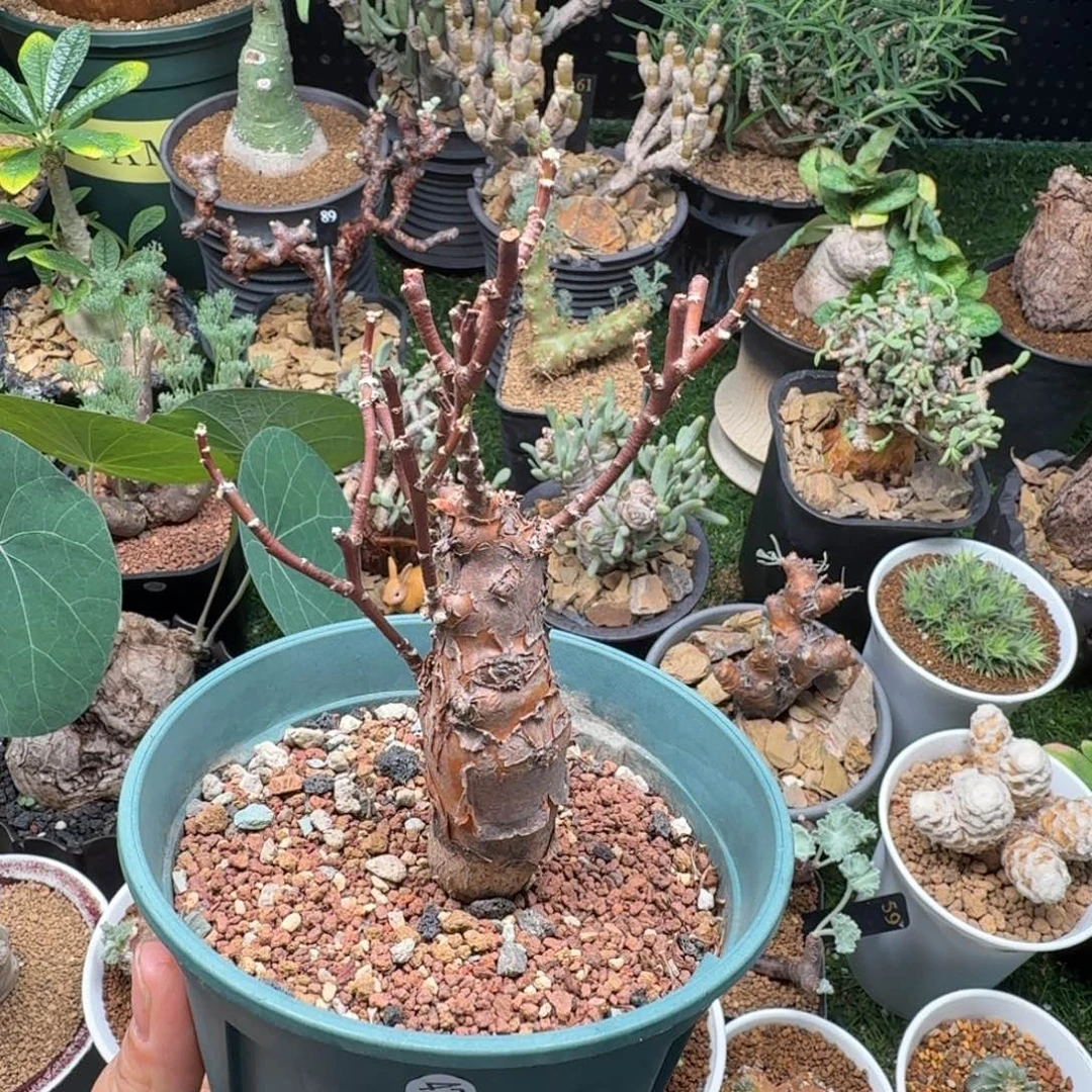 瓶干厚墩菊421仙人掌