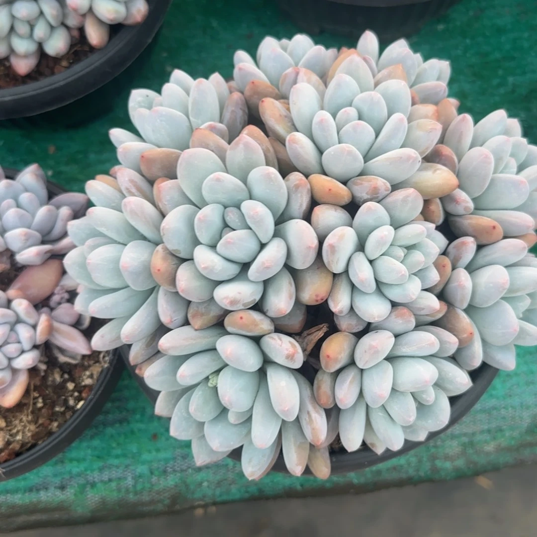 多肉植物一物一拍