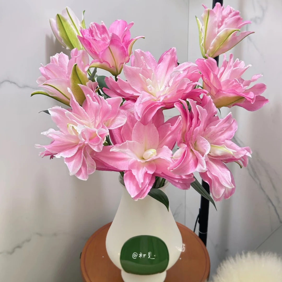 稀有精品莲花惊奇重瓣新鲜百合花鲜花，拒收冻坏不售后多头花束