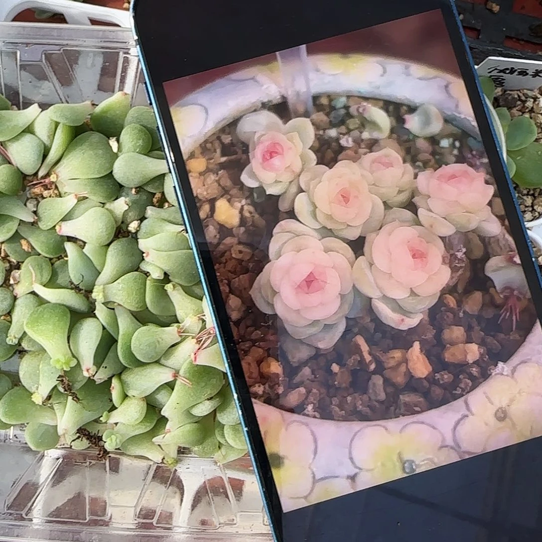 优西米露叶子芽芝麻一个满25包邮