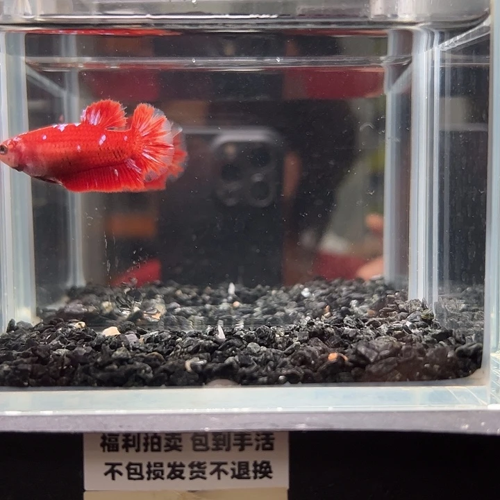 斗鱼竞拍跑单拉黑23日母鱼彩金