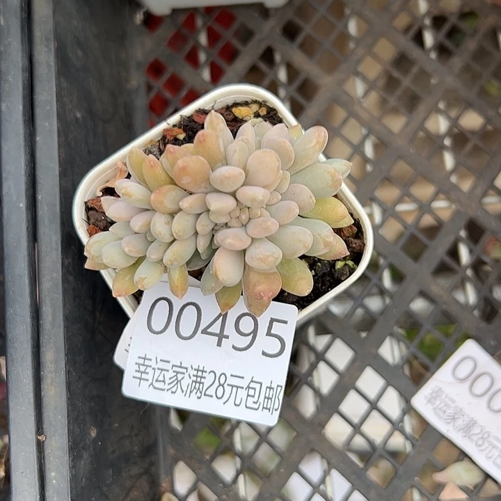 幸运的是你还在我身边