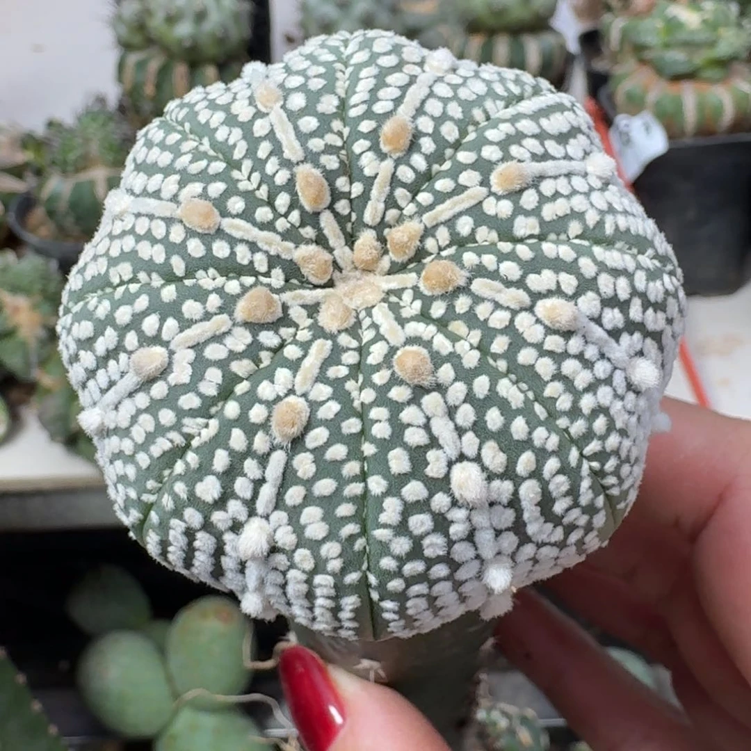 【闪购商品】无花朵苗接海星兜