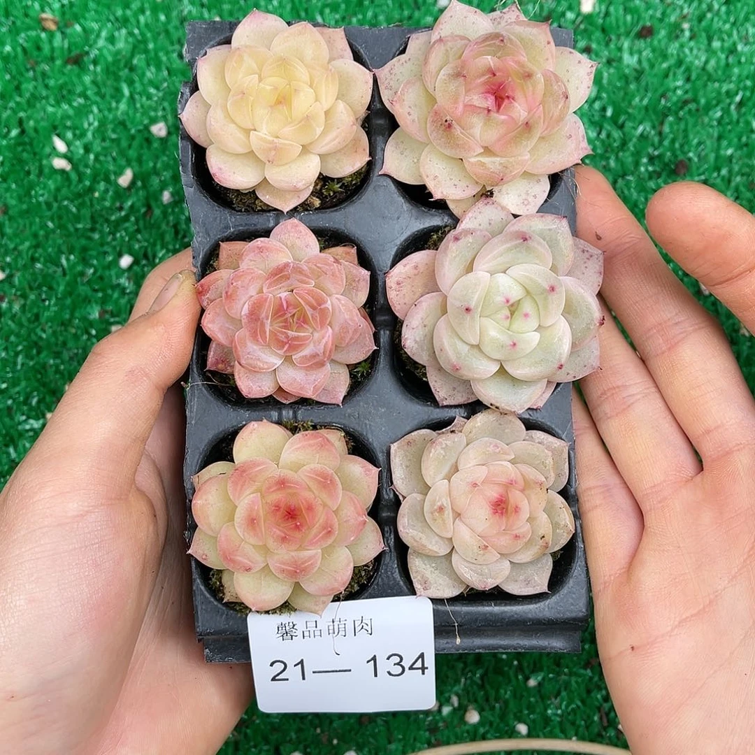 多肉一物一拍21-134