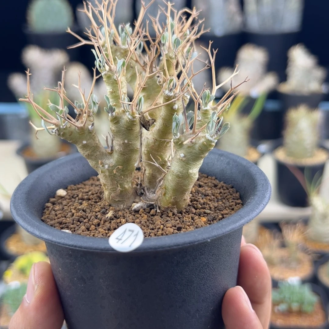 黑鬼殿厚敦菊一物一拍
