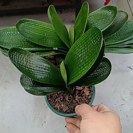 完全开放君子兰麻脸苗