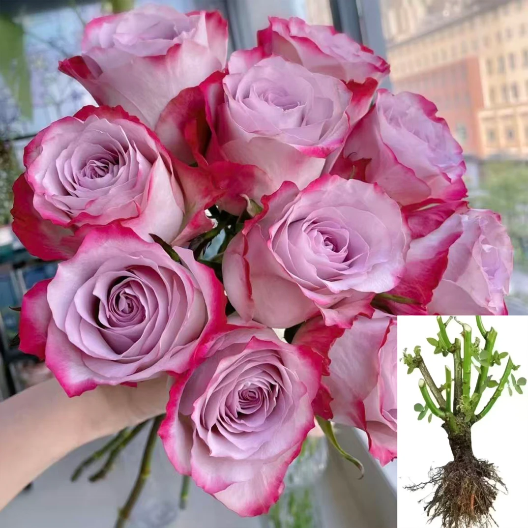 【气场】云南玫瑰花苗基地直发绿植大花浓香四季开花直播阳台好养