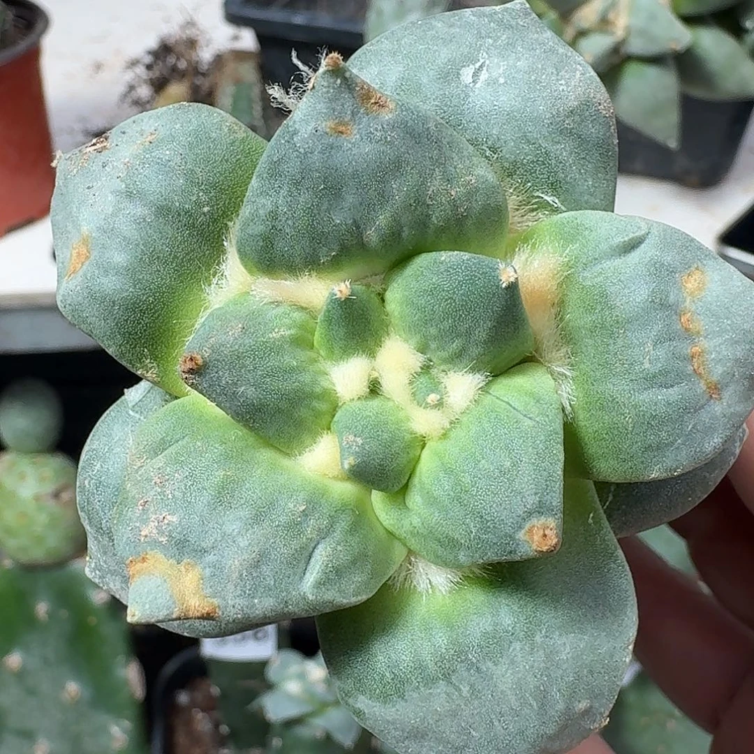 无花朵大尤怒涛牡丹756