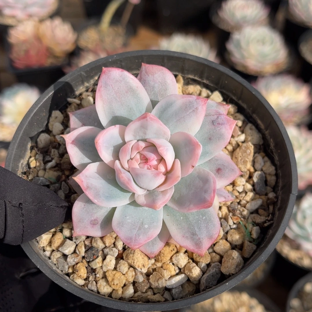 粉蓝鸟锦一物一拍