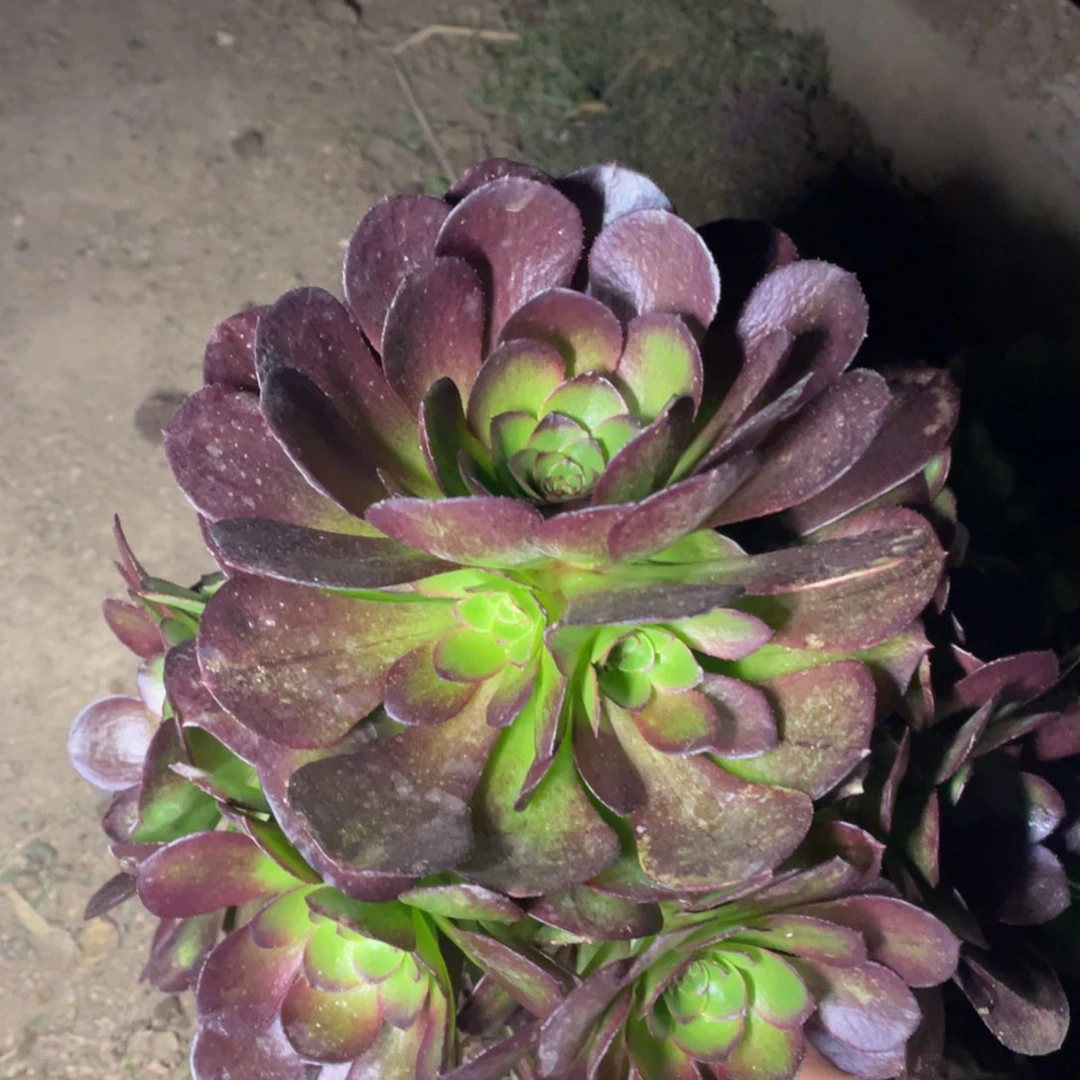 花拉丝多肉法师断枝不包