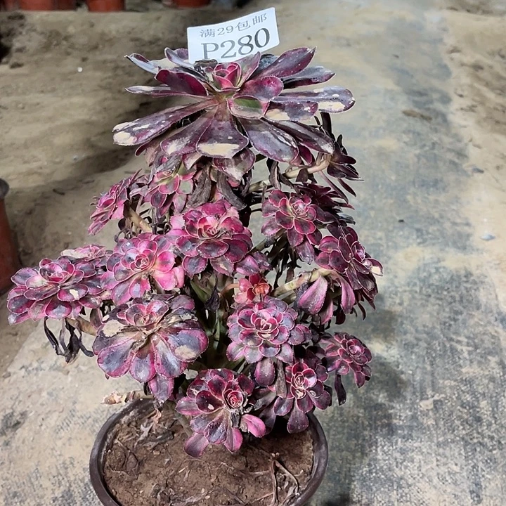 280丽娜多肉植物
