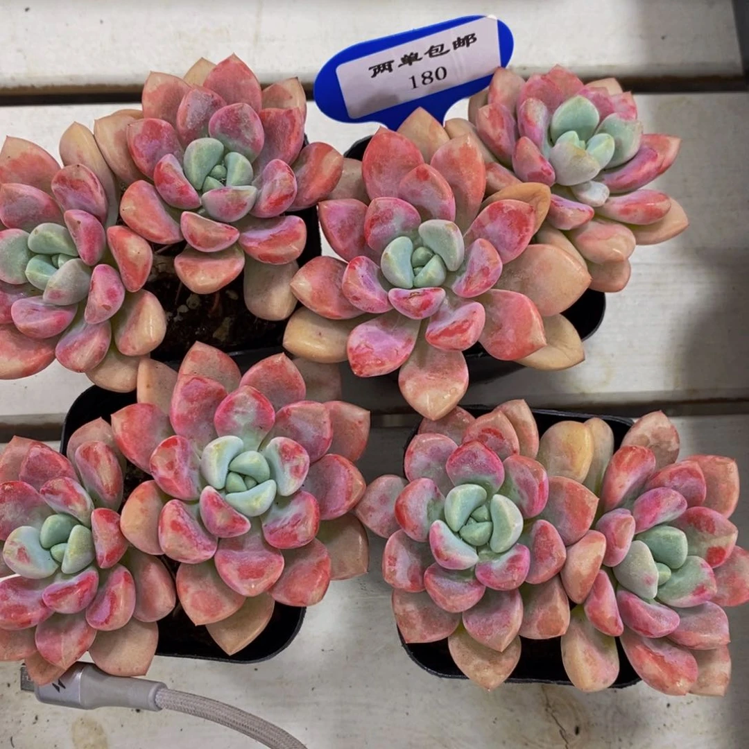 180-Z精品老桩花斑鹭一个