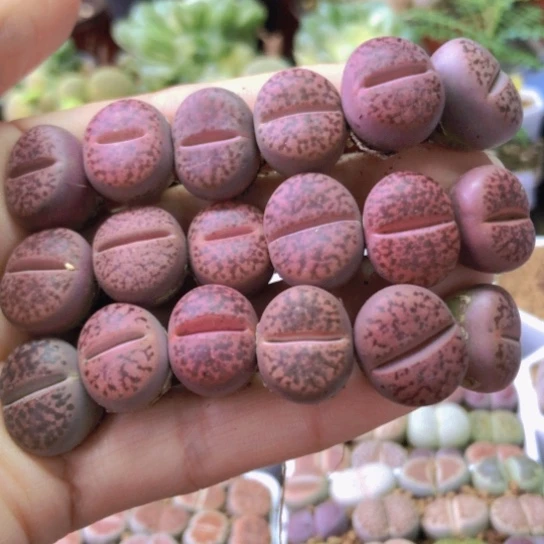 2936，1.5-1.7厘米如图18棵