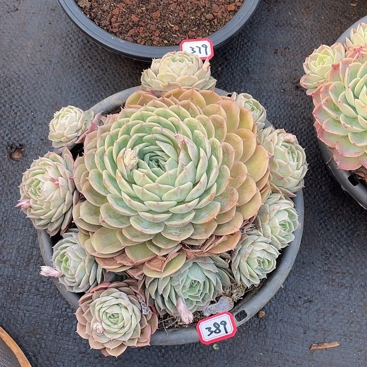 389安斯诺 一物一拍多肉