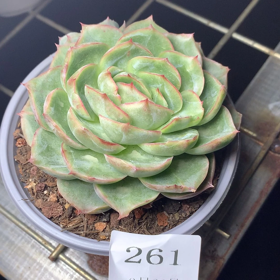 【闪购商品】云261号潘多拉女王8厘米