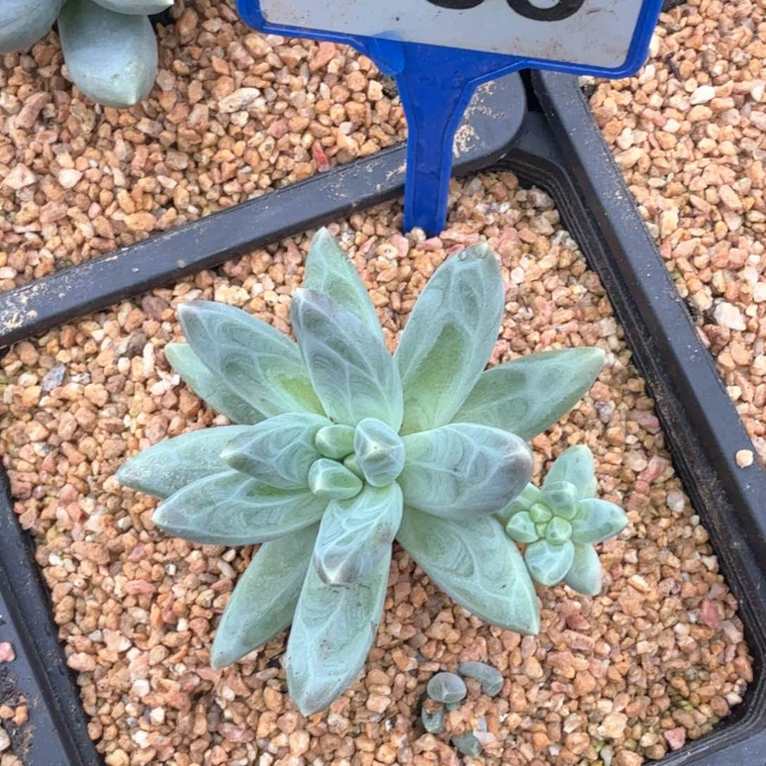 暗纹美人多肉植物185