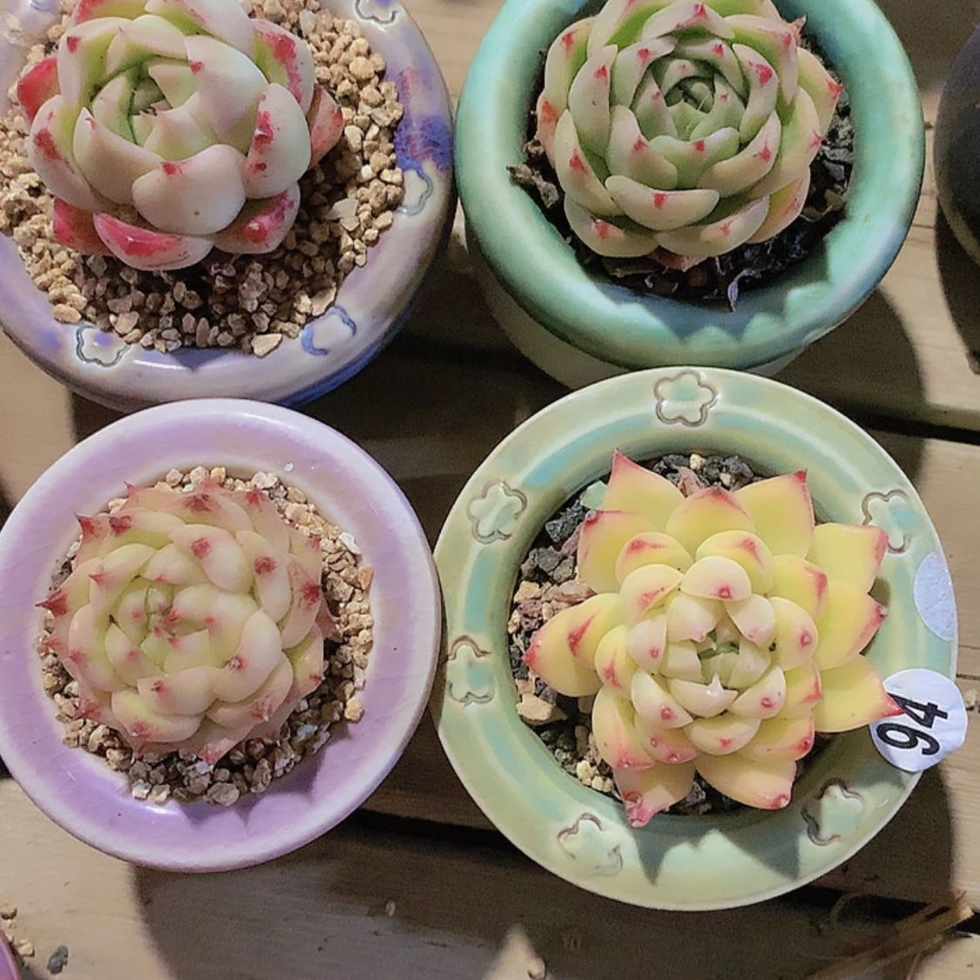 【闪购商品】小**?小丽有洛神