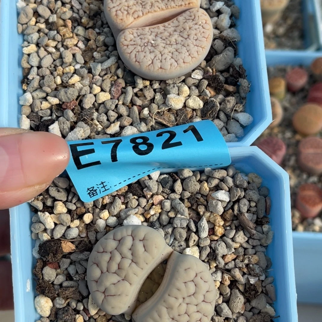 C***雅7821荒2上10下13