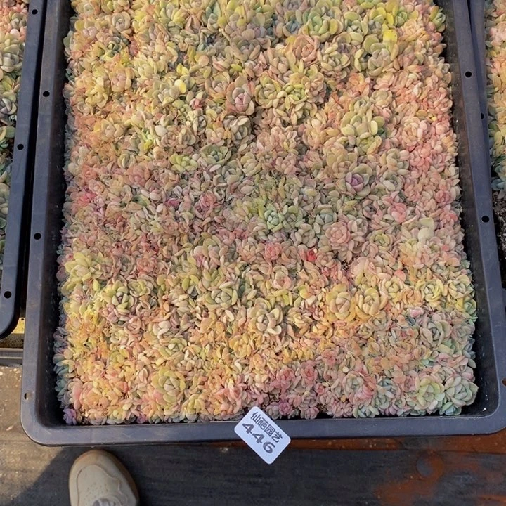 ?*哩446多肉植物保护研究所所长