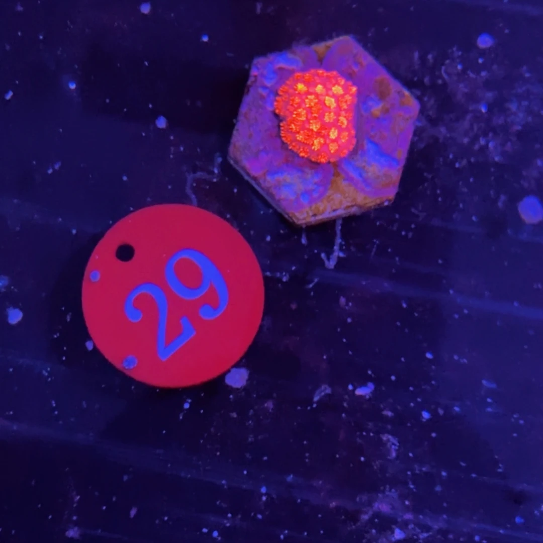 万鱼来朝海水观赏