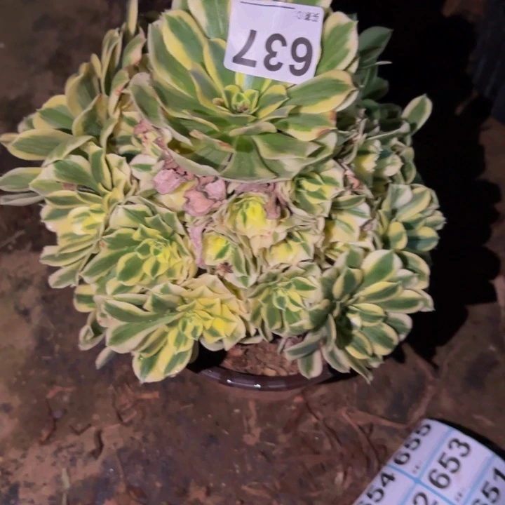 637迈巴赫多肉植物不售后