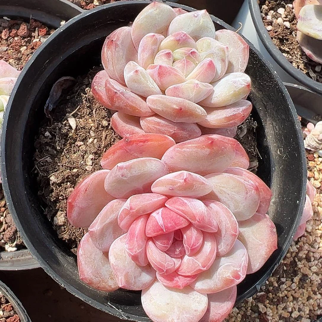 星影石化双头阴阳脸1312