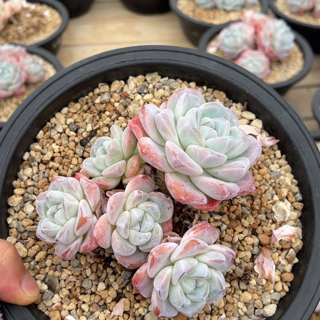 冰玉一物一拍满68包邮