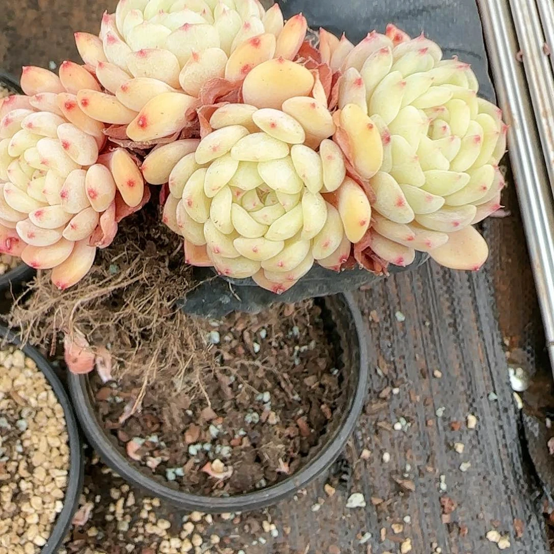 白胖子18.8，4头            肉