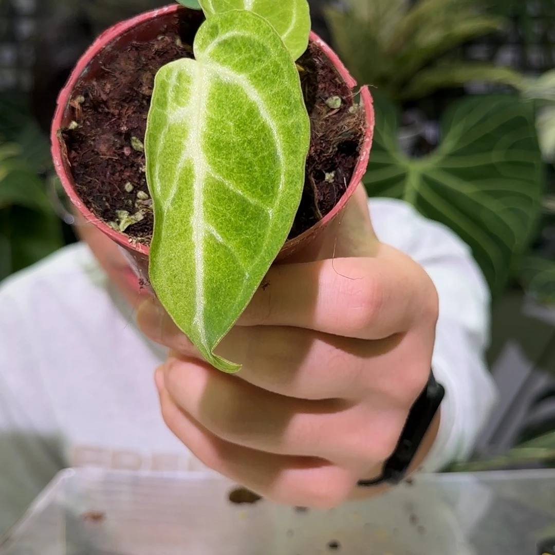 完全开放F509 摩擦锦