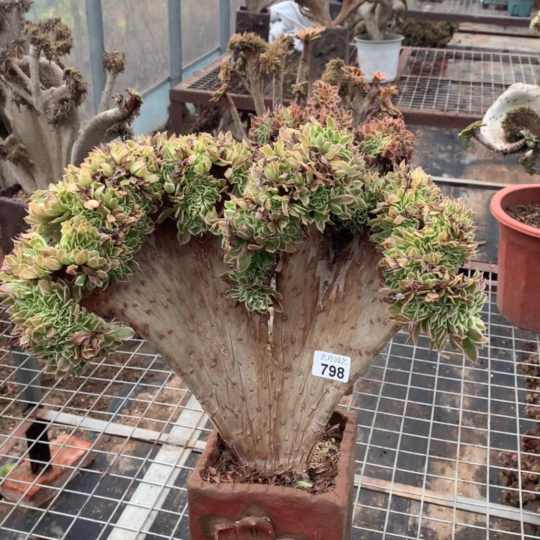 798白凤缀化一颗颗