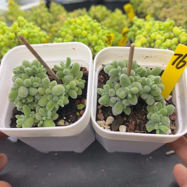 76冰晶 一组 一物一拍